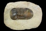 Bargain, Paralejurus Trilobite Fossil - Morocco #120067-2